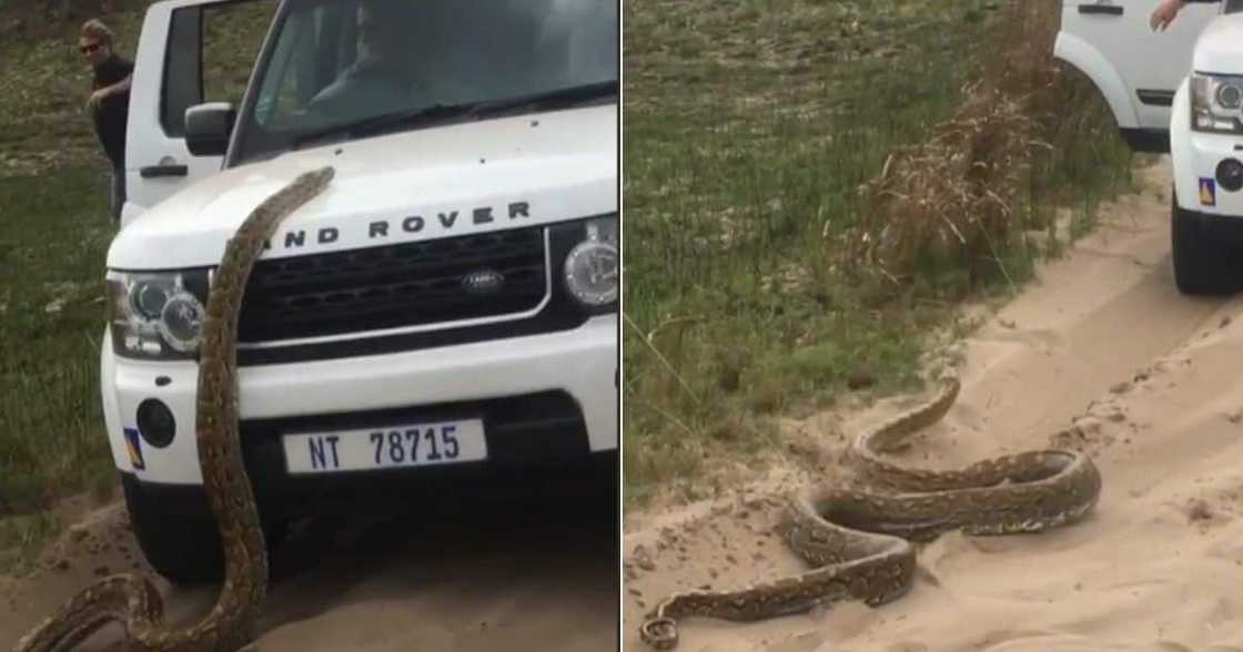 Massive Snake, Land Rover, South Africa, TikTok Massive Snake, Land Rover, South Africa, TikTok