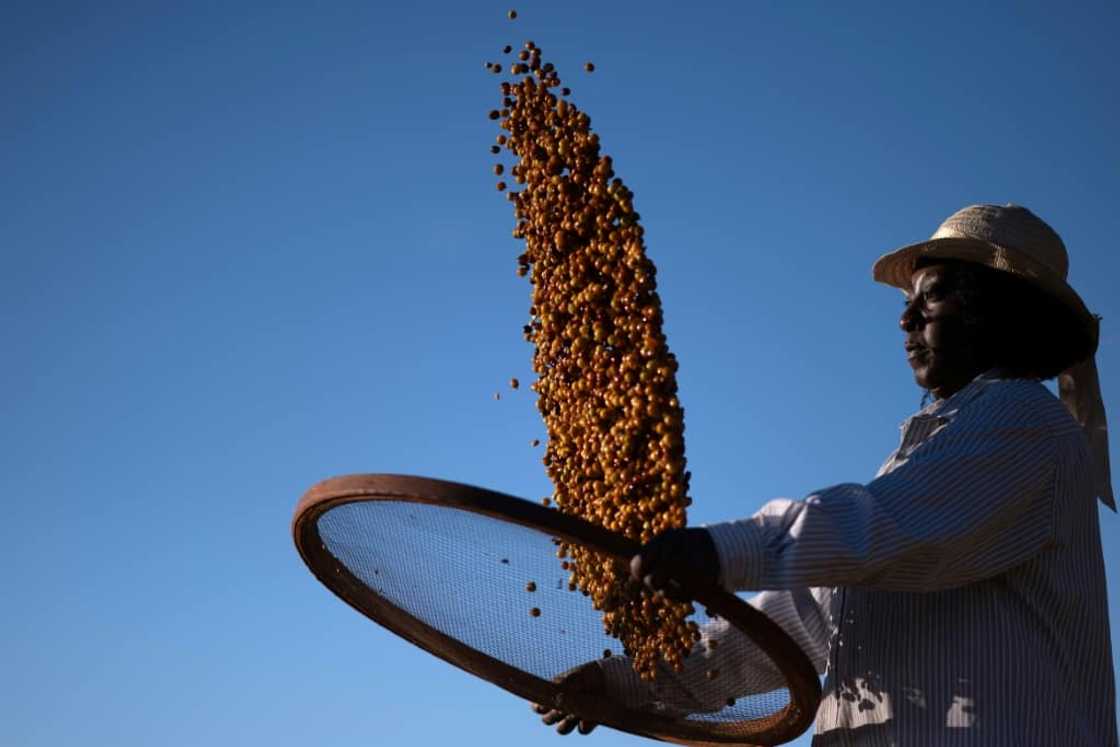 Many in Brazil still associate coffee production with slavery Many in Brazil still associate coffee production with slavery