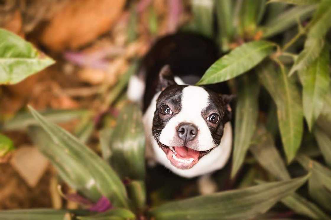 Cutest medium dog breeds South Africa Cutest medium dog breeds South Africa