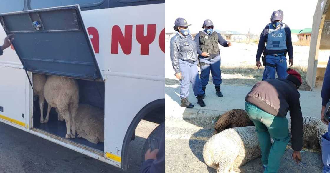 Stock thieves, Crime, South African Police Service, SAPS Stock thieves, Crime, South African Police Service, SAPS