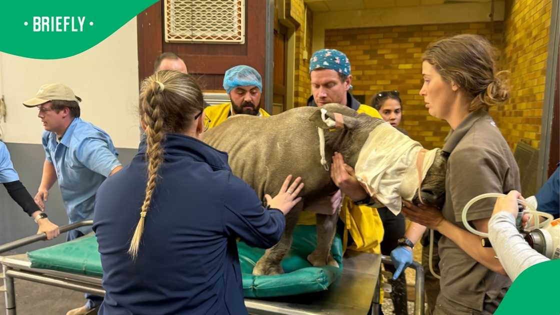 An orphaned white rhino had undergone life-saving surgery. An orphaned white rhino had undergone life-saving surgery.