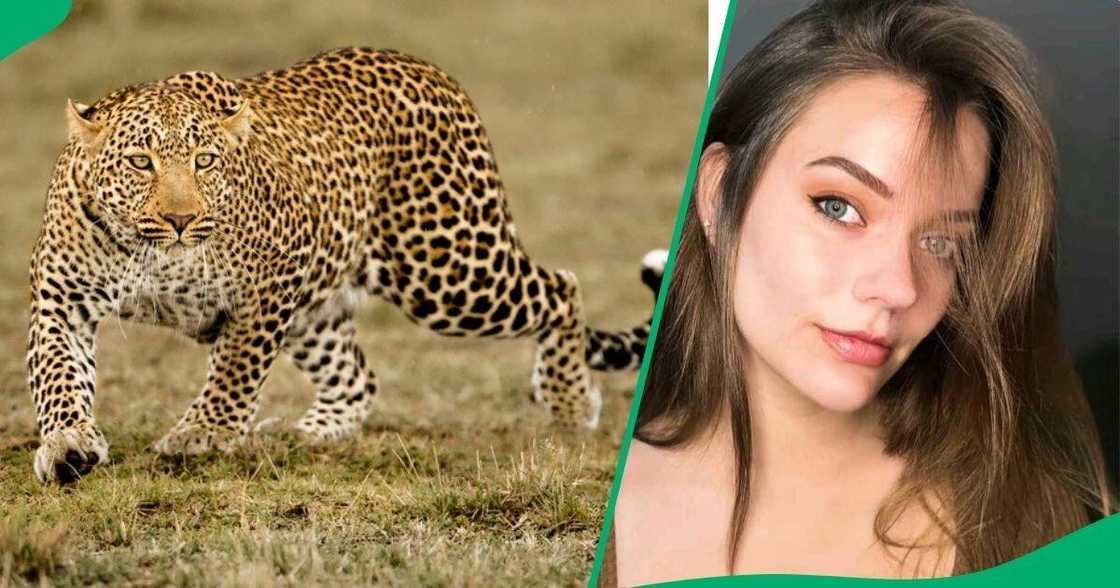 A TikTok video unveils a leopard hunting outside a woman's window. A TikTok video unveils a leopard hunting outside a woman's window.