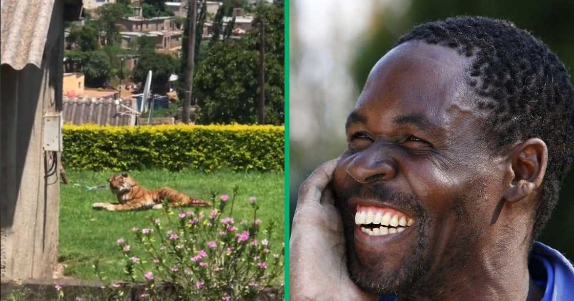 A group of South African men were terrified after they thought they saw a tiger in someone's yard A group of South African men were terrified after they thought they saw a tiger in someone's yard