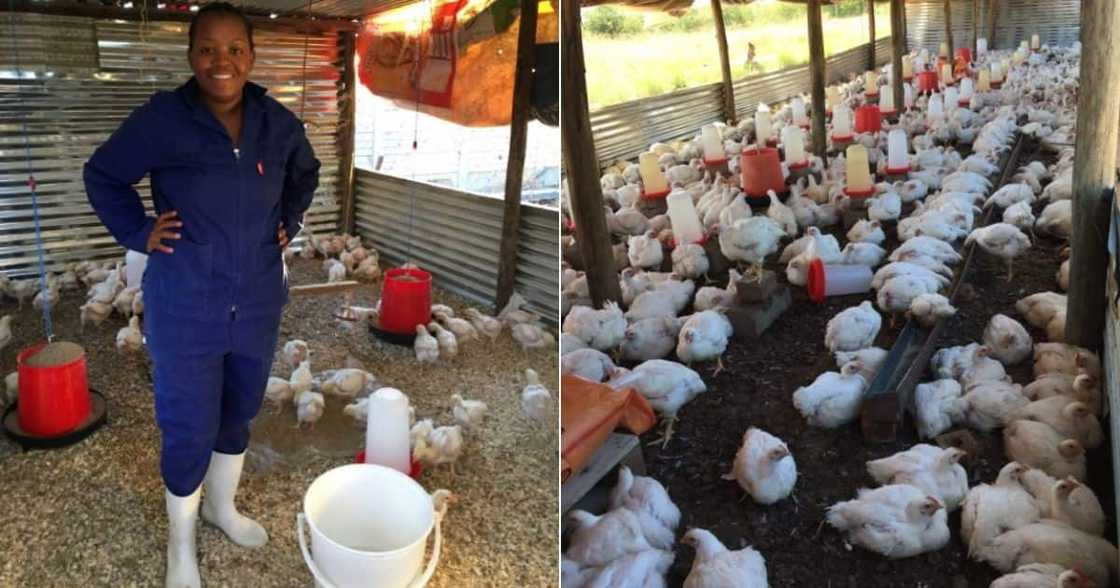 chicken, feed, grazing, land, water, farm, bucket, water, grass, cages chicken, feed, grazing, land, water, farm, bucket, water, grass, cages
