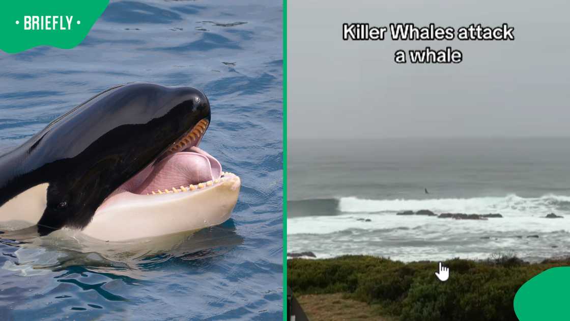 SA man films killer whales attacking whale off Stillbaai coast SA man films killer whales attacking whale off Stillbaai coast