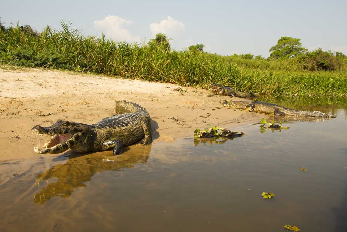 Spectacled caiman on riverbank in Brazil. Spectacled caiman on riverbank in Brazil.
