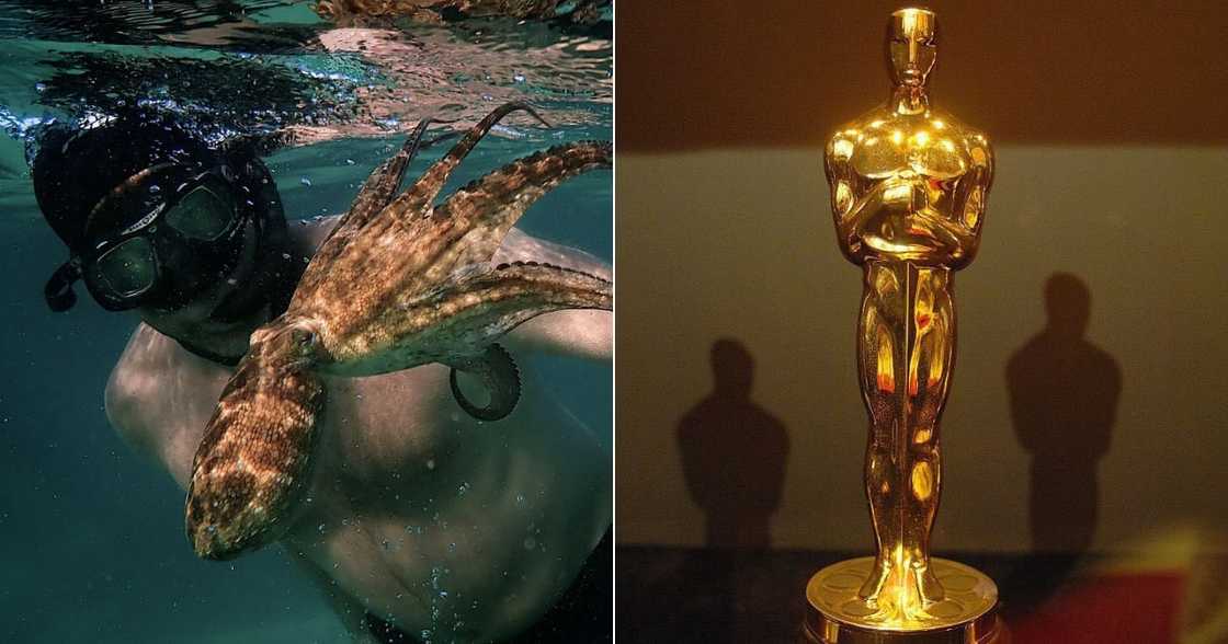 Oscars 2021: SA documentary 'My Octopus Teacher' wins award Oscars 2021: SA documentary 'My Octopus Teacher' wins award