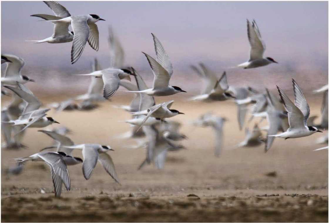 Top 20 extinct and endangered animals in South Africa with images Top 20 extinct and endangered animals in South Africa with images