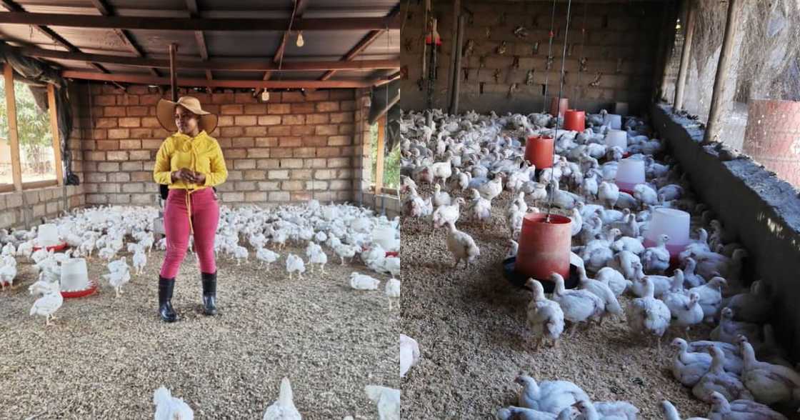 "This Is a Big Move": Young Farmer Scores Big Chicken Supply Contract "This Is a Big Move": Young Farmer Scores Big Chicken Supply Contract
