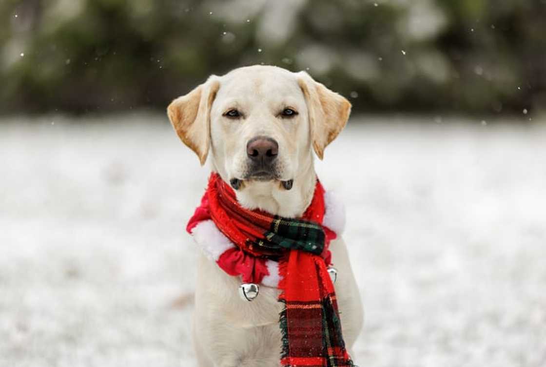 Yellow Labrador Retriever