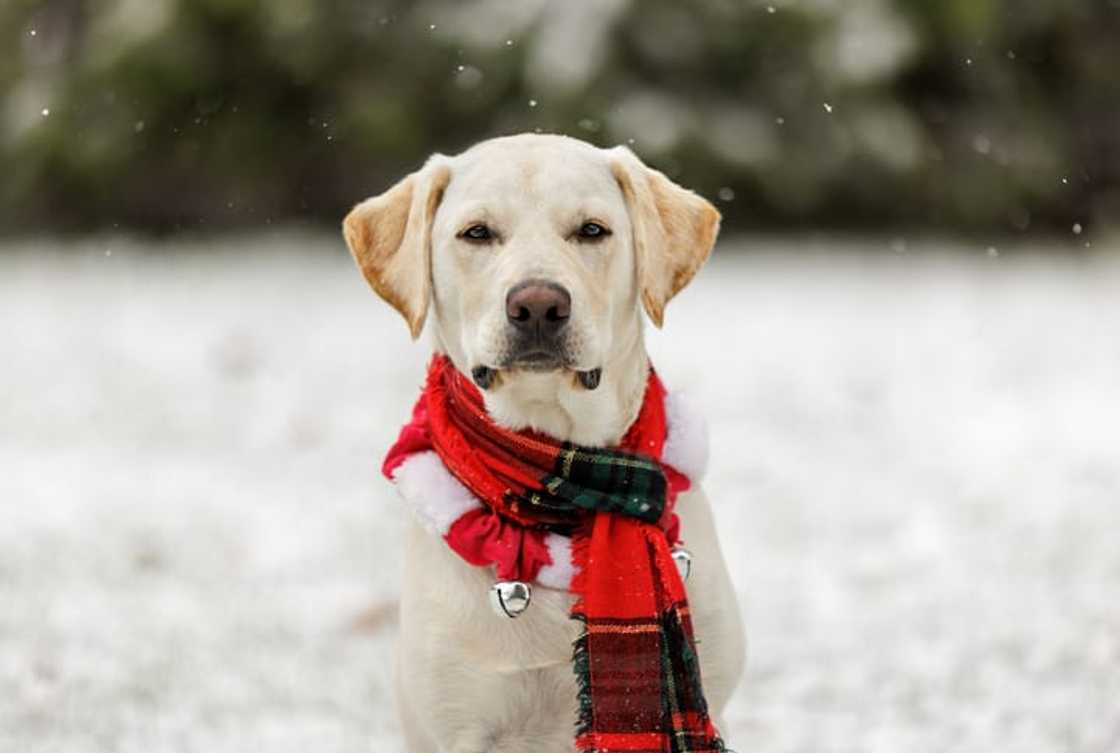 Yellow Labrador Retriever Yellow Labrador Retriever