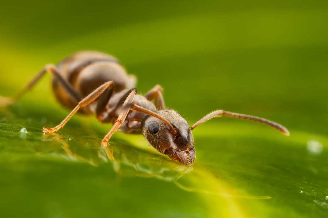An ant drinking water on a leaf An ant drinking water on a leaf