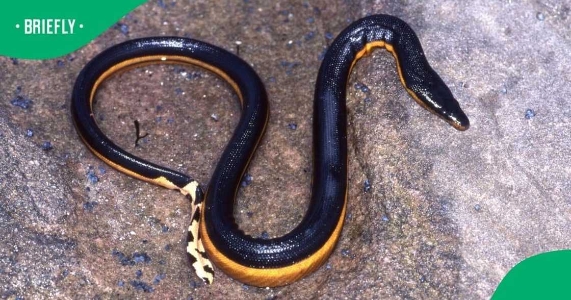 Two sea snakes were found on Plettenberg Bay beaches amid rough weather. Two sea snakes were found on Plettenberg Bay beaches amid rough weather.