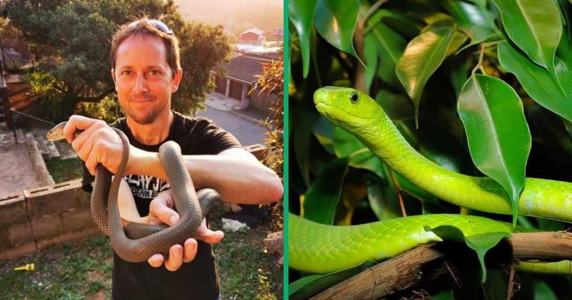Durban residents called a snake catcher for a green mamba Durban residents called a snake catcher for a green mamba