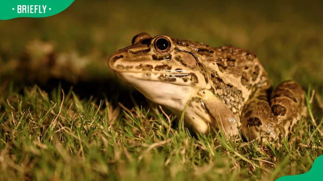 An Indian bullfrog on grass An Indian bullfrog on grass