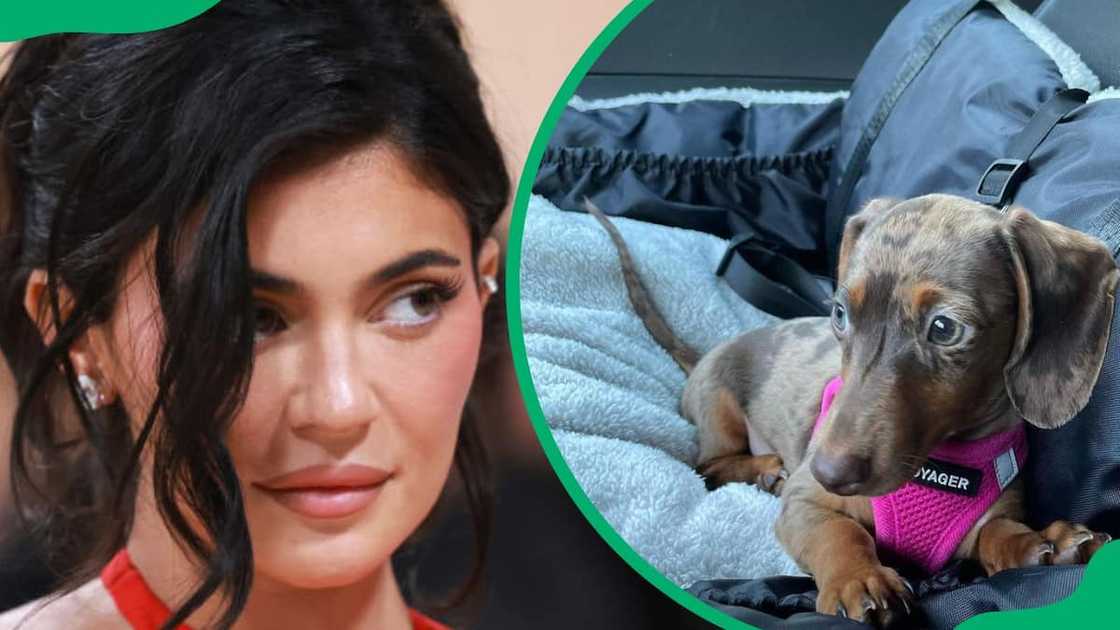 Kylie Jenner during the 2023 Met Gala (L). Kristen’s adorable dog (R) Kylie Jenner during the 2023 Met Gala (L). Kristen’s adorable dog (R)