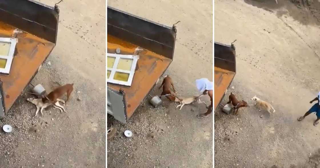 Prankster dog playing dead in a TikTok video Prankster dog playing dead in a TikTok video