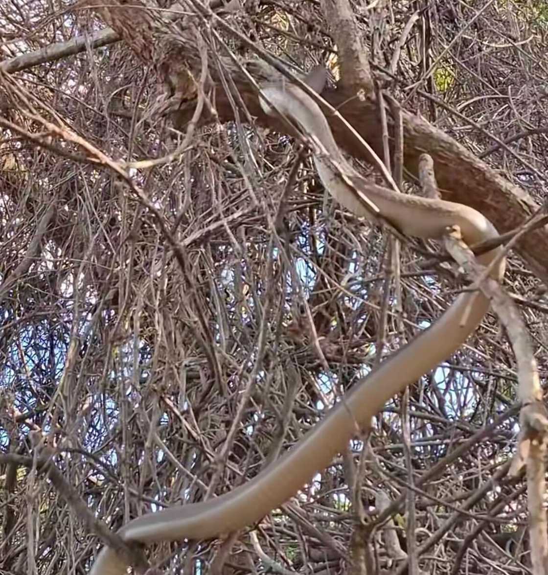 A snake catcher filmed a black mamba climbing a tree, leaving South Africans amazed. A snake catcher filmed a black mamba climbing a tree, leaving South Africans amazed.