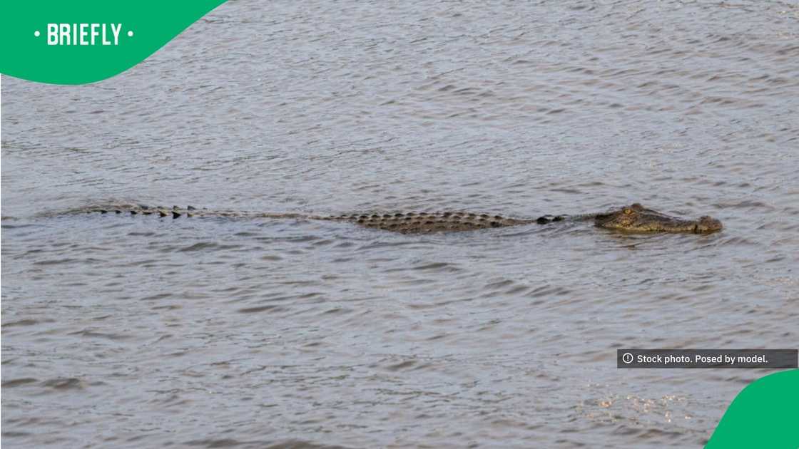 A young crocodile rested on a sandy riverbank with its long, patterned tail curled behind it
