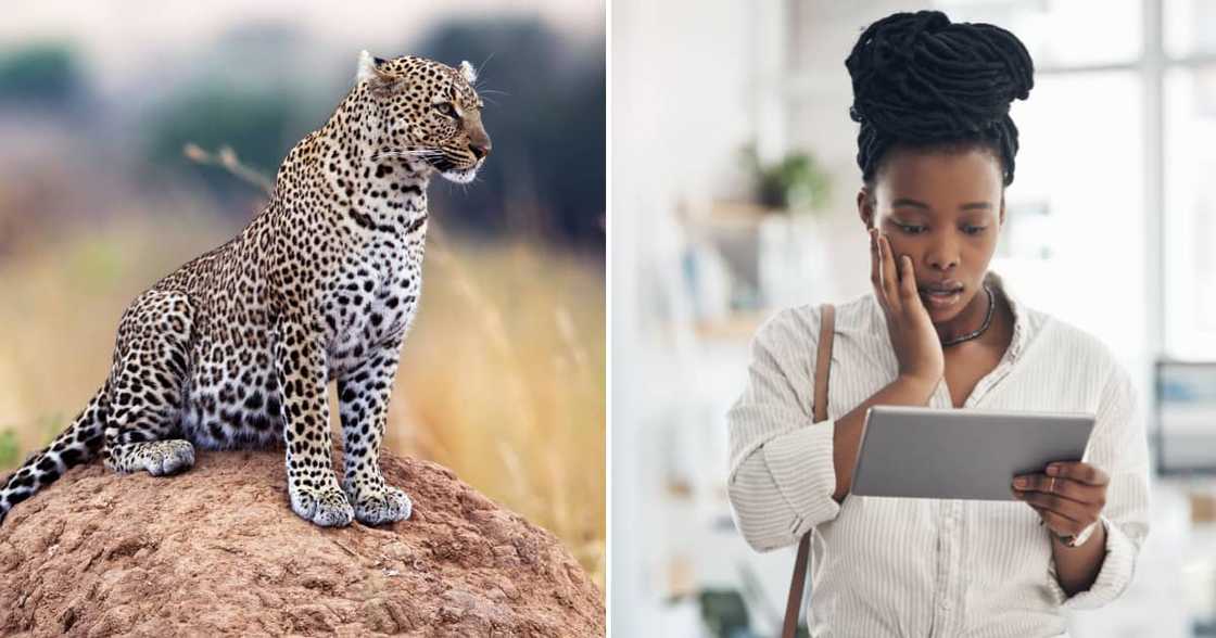 Leopard spotted at Hilton College Leopard spotted at Hilton College