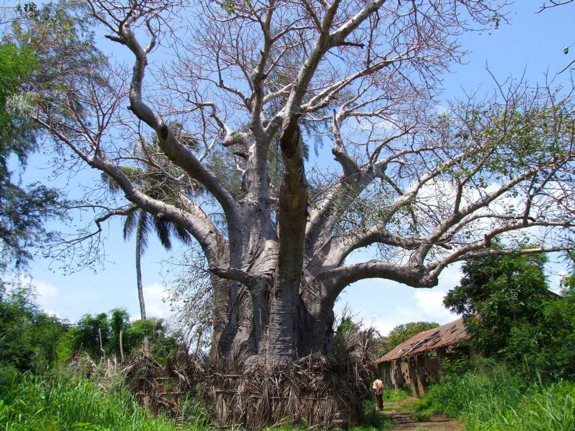 Baobab plant Baobab plant