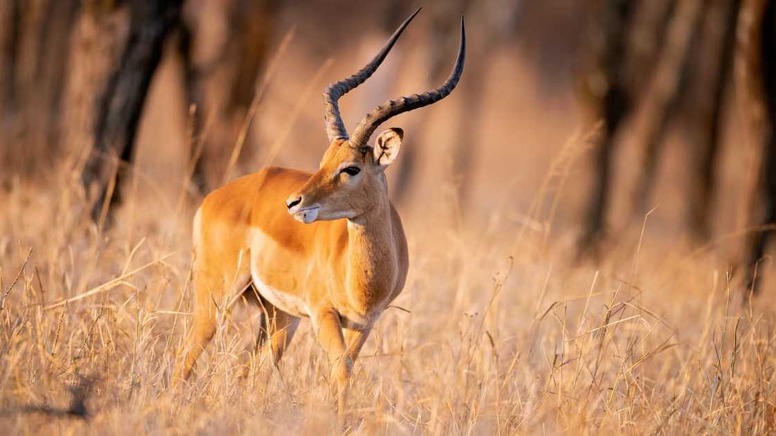 An antelope at dawn in Serengeti, Africa An antelope at dawn in Serengeti, Africa