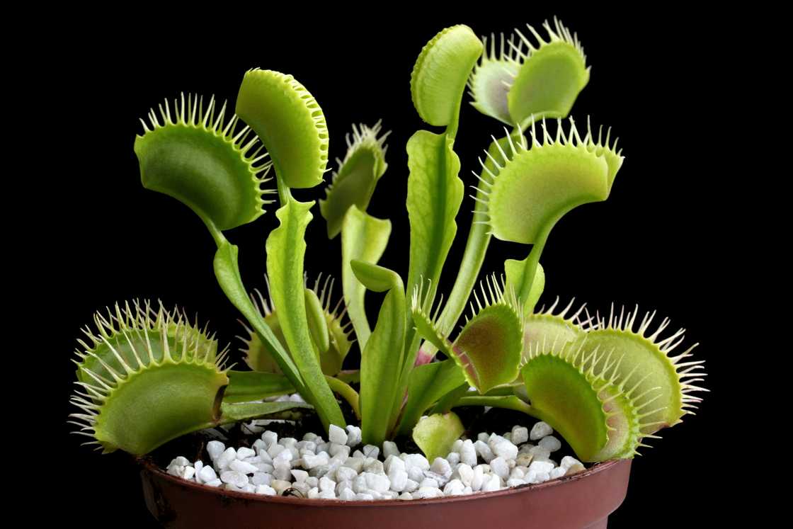 Venus flytrap in a pot. Venus flytrap in a pot.