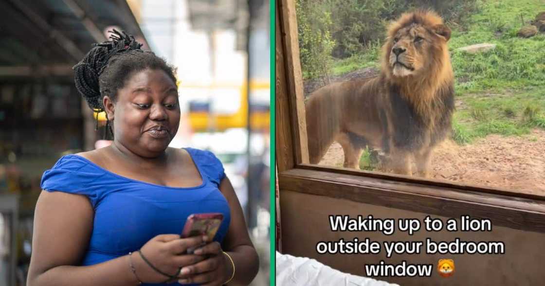 A lion looked into a man's bedroom A lion looked into a man's bedroom