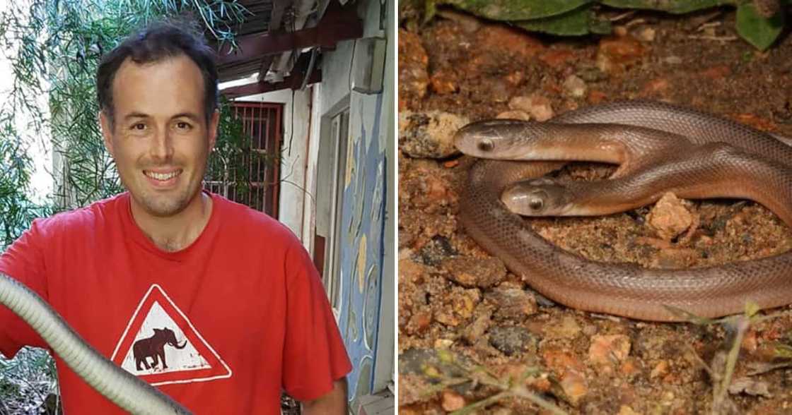 Nick Evans, snake, KZN Nick Evans, snake, KZN