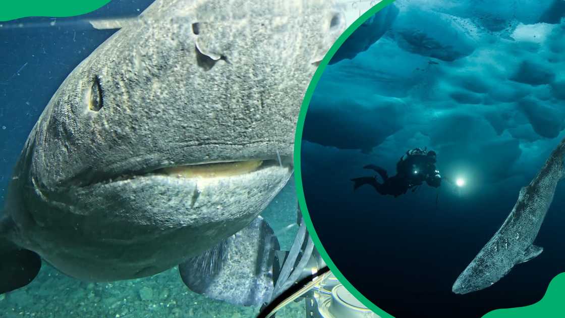 Greenland sharks are some of the longest living animals Greenland sharks are some of the longest living animals