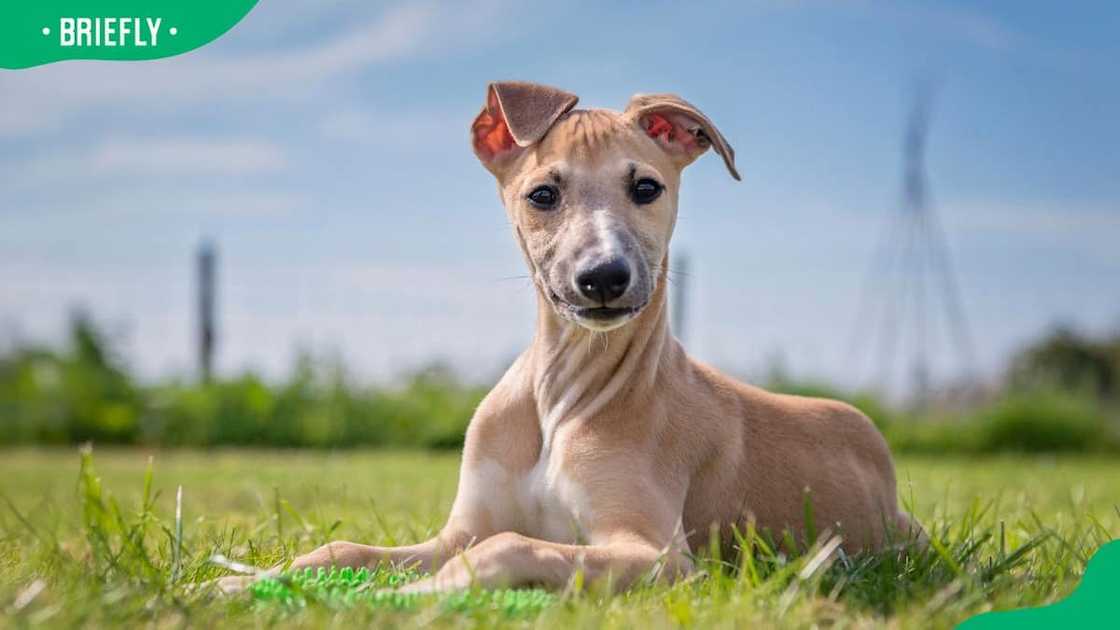 Whippet dog breed