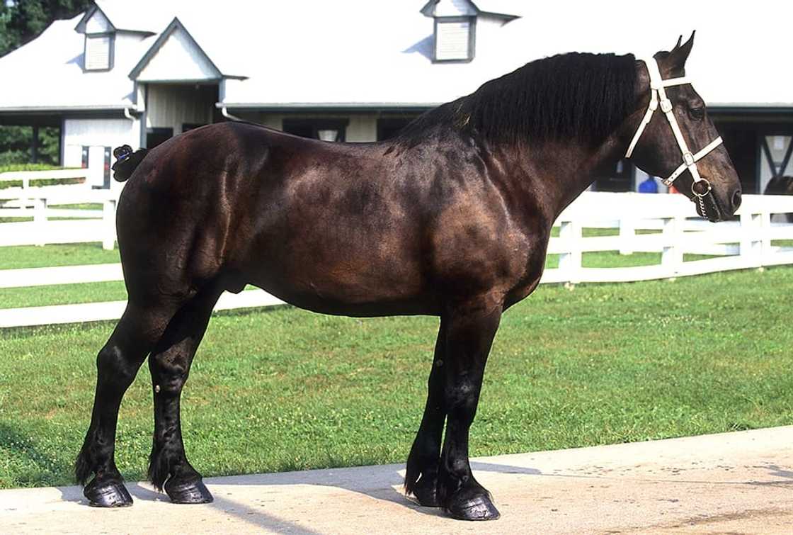 How tall is the tallest Percheron horse?