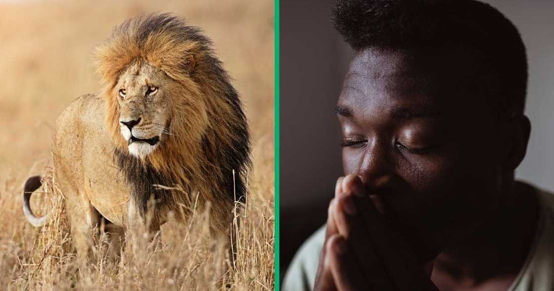 A Gauteng man eaten by lions at Dinokeng Game Reserve. A Gauteng man eaten by lions at Dinokeng Game Reserve.