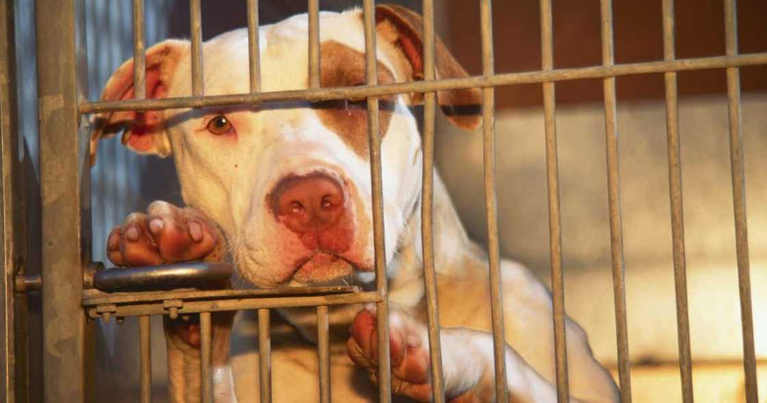 Cape Town woman mauled by pit bull Cape Town woman mauled by pit bull