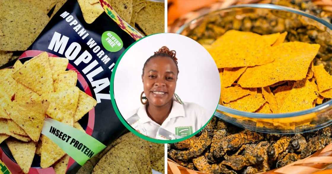 SA woman introduces mopani worm flavoured snacks to the market. SA woman introduces mopani worm flavoured snacks to the market.