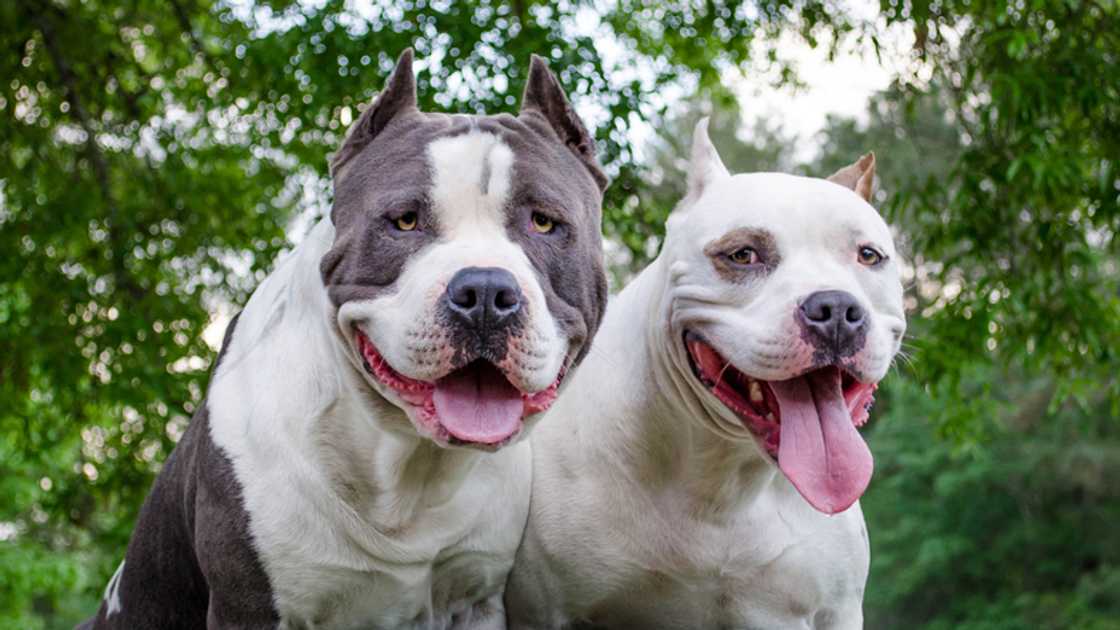 The mauling of a granny by a pit bull caused a massive stir in South Africa. The mauling of a granny by a pit bull caused a massive stir in South Africa.