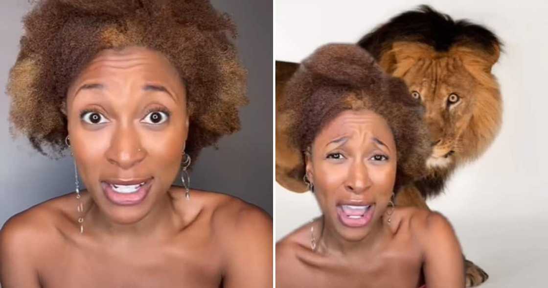 Lion, Woman, Mzansi Lion, Woman, Mzansi