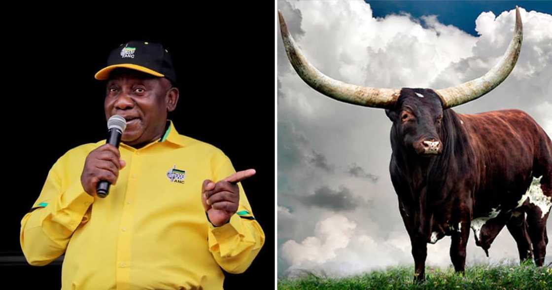 Phala Phala, Ramaphosa, Auction, ankole cattle, Culumus Phala Phala, Ramaphosa, Auction, ankole cattle, Culumus