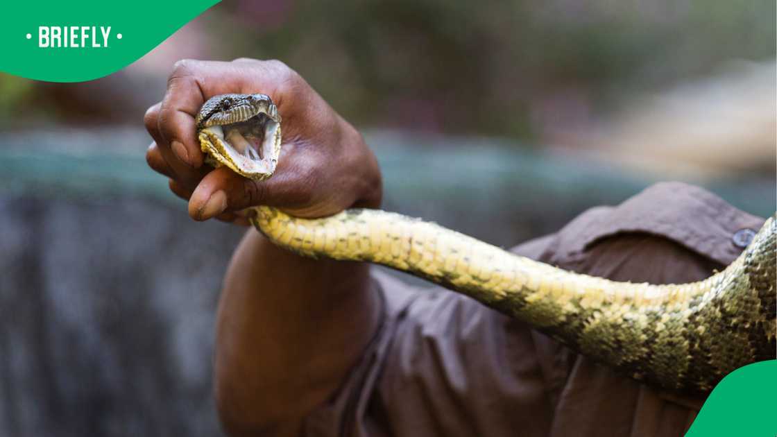 NSPCA pleads with SA to stop killing snakes NSPCA pleads with SA to stop killing snakes