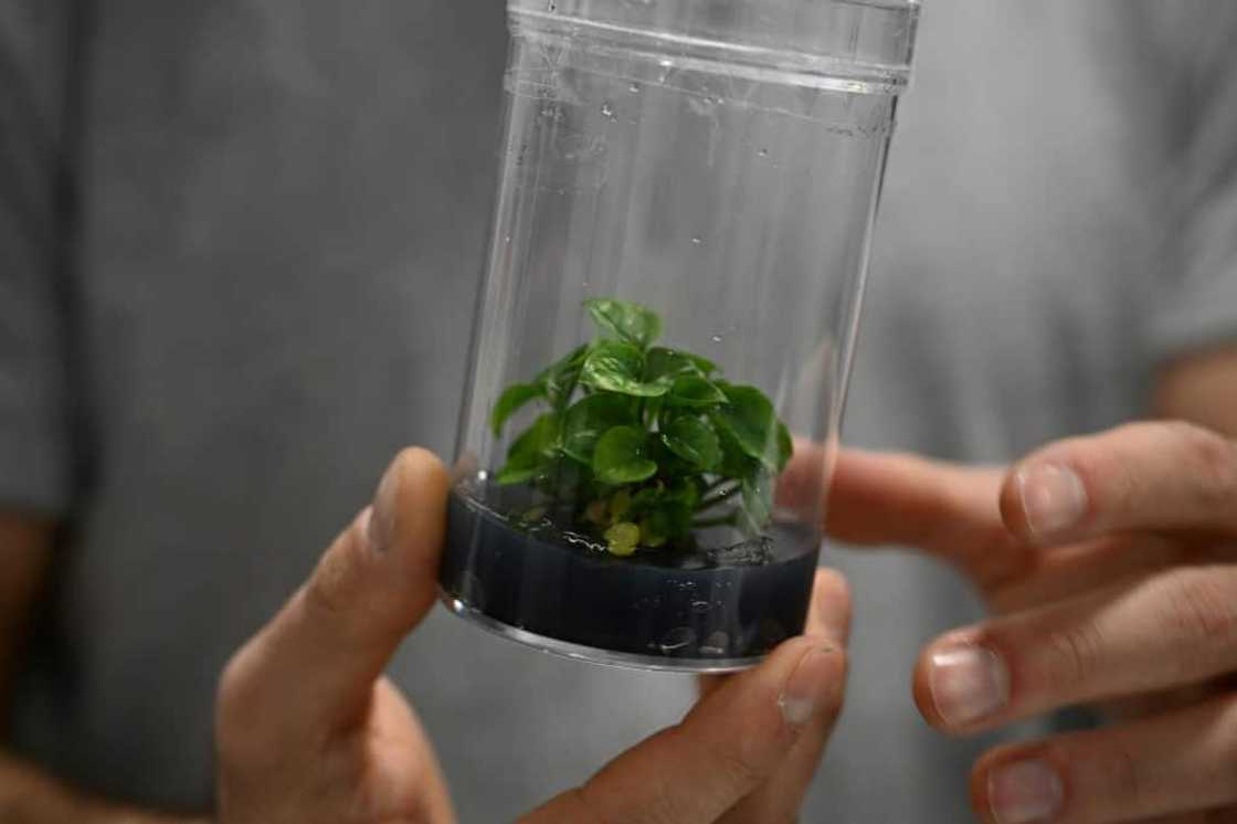 A representative of French startup Neoplants displays a bioengineered Pothos plant at the Consumer Electronics Show (CES) in Las Vegas, Nevada, on January 6, 2023 A representative of French startup Neoplants displays a bioengineered Pothos plant at the Consumer Electronics Show (CES) in Las Vegas, Nevada, on January 6, 2023