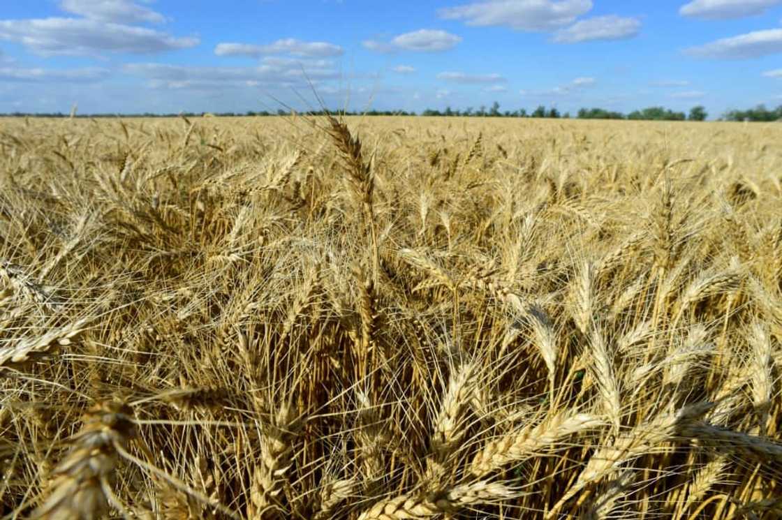 Though spared from armed clashes, the farm's crops have suffered from low rainfall Though spared from armed clashes, the farm's crops have suffered from low rainfall