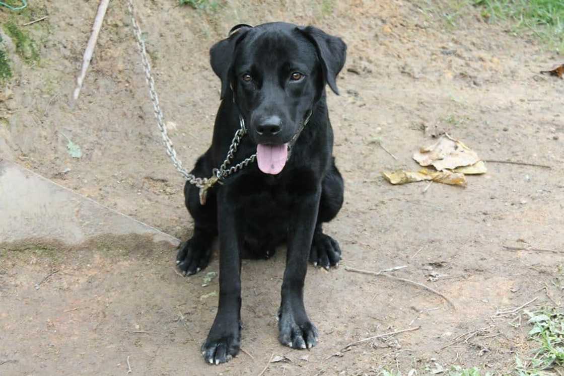 Guard dog breeds Guard dog breeds