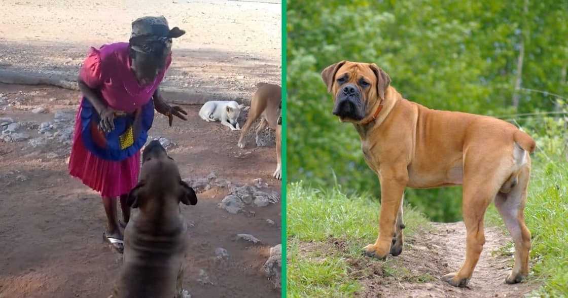 An older woman speaking to a dog, boerboel