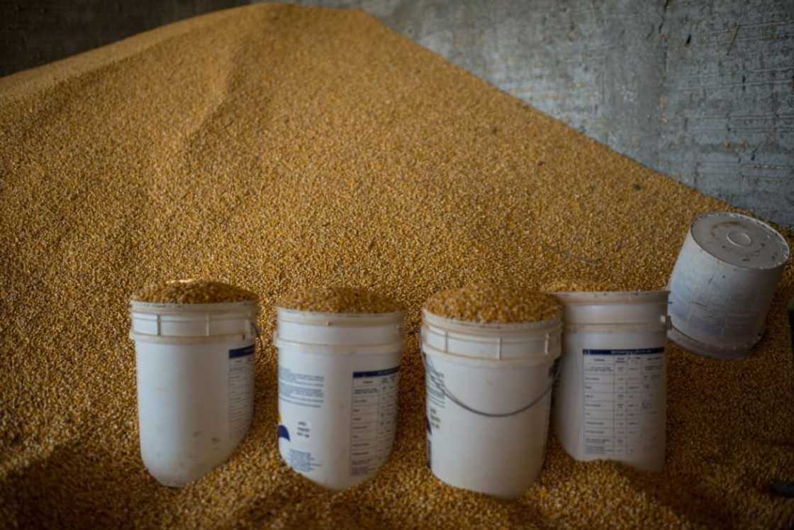 Harvested corn at a Brazilian farm Harvested corn at a Brazilian farm