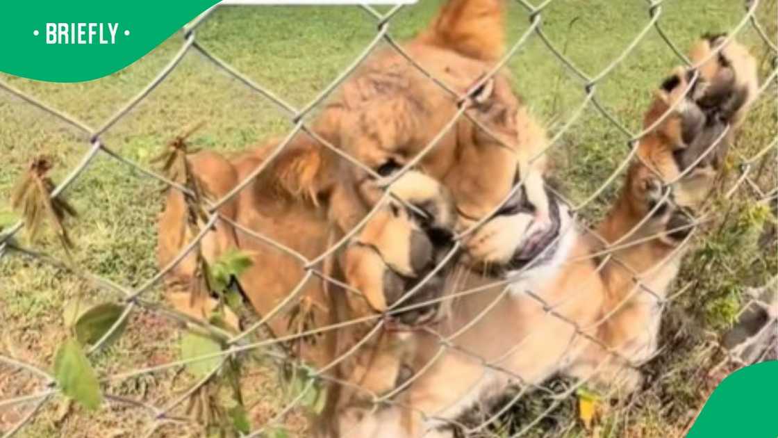 Man shows encounter with lion in TikTok video