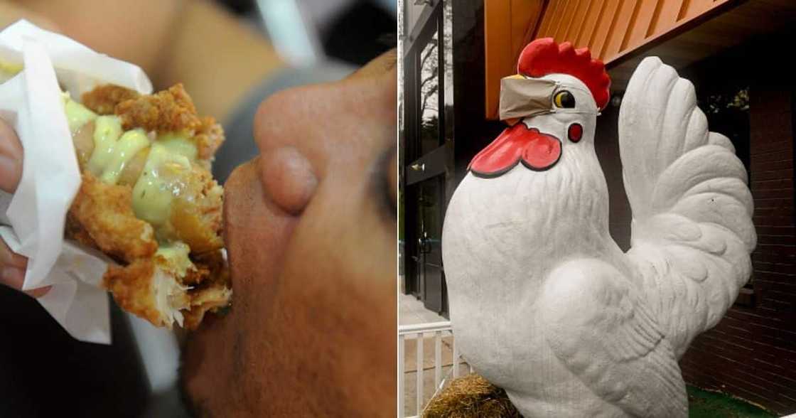 chicken, food, fried, egg, KFC, colonel, dirty, bird, controversy, debate, Thailand, hen, man, fashion chicken, food, fried, egg, KFC, colonel, dirty, bird, controversy, debate, Thailand, hen, man, fashion