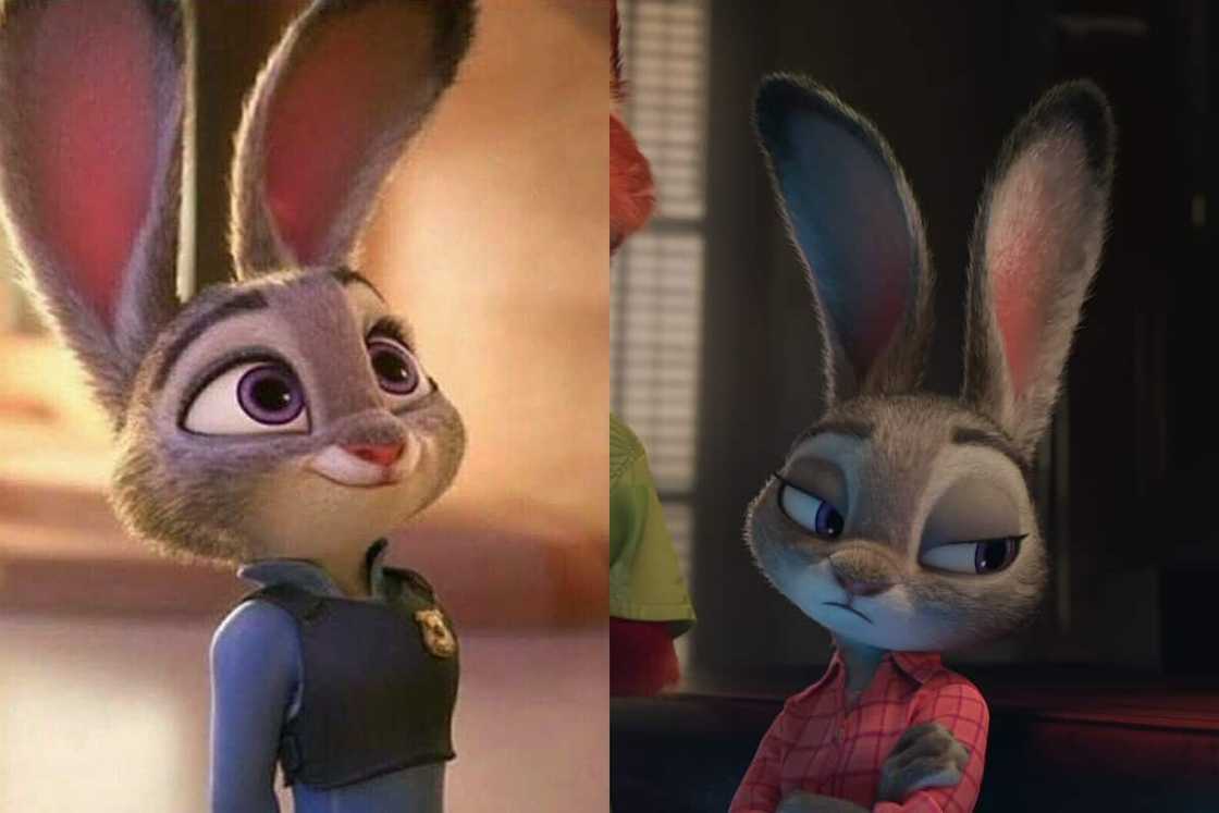 Judy Hopps looked with disdain