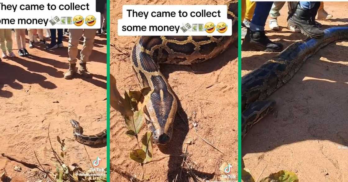 A community of gathered around a massive snake A community of gathered around a massive snake