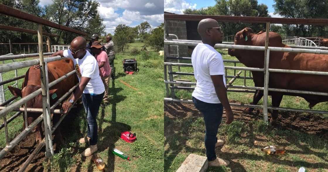 Farmer, cattle farmer, farming, injured animal, prized bull, ubuntu, Mzansi comes together, offer advice Farmer, cattle farmer, farming, injured animal, prized bull, ubuntu, Mzansi comes together, offer advice