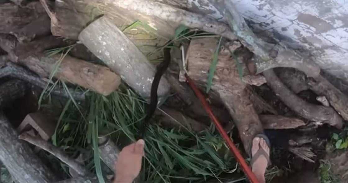 Nick Evans, flip flops, snake rescuer, black mamba Nick Evans, flip flops, snake rescuer, black mamba